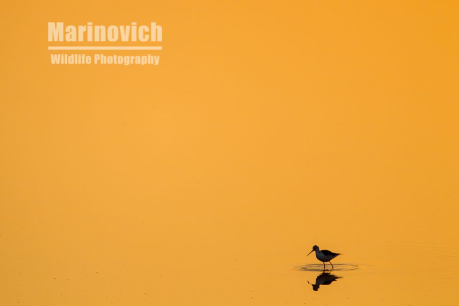 "Black-winged Stilt - Kruger National Park South Africa - Marinovich Wildlife Photography"