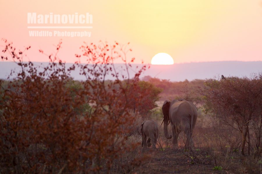 "Elephant dawn - Kruger National Park South Africa - Marinovich Wildlife Photography"