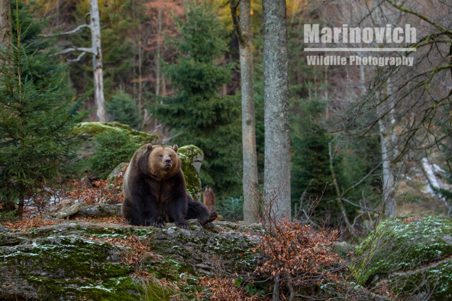 "eurasian brown bear - marinovich wildlife photography"