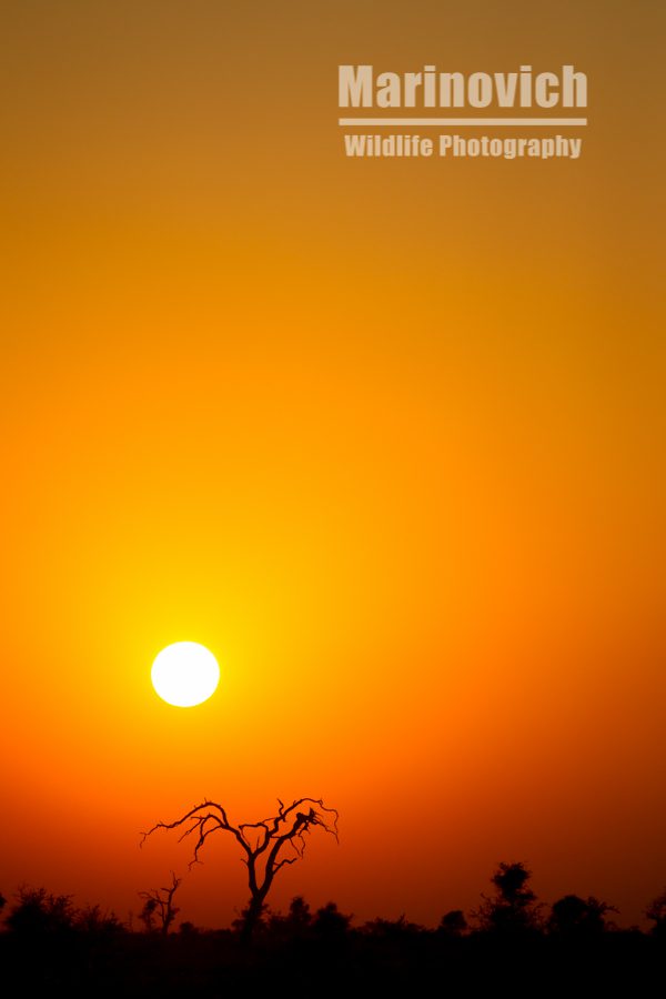 "sunset - Kruger National Park South Africa - Marinovich Wildlife Photography"