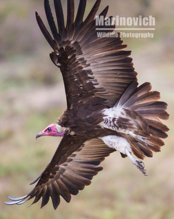 "Hooded Vulture - Kruger National Park South Africa - Marinovich Wildlife Photography"