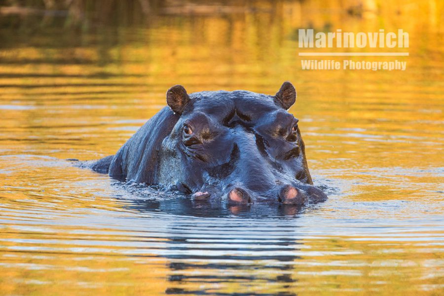 "Hippo - Kruger National Park South Africa - Marinovich Wildlife Photography"