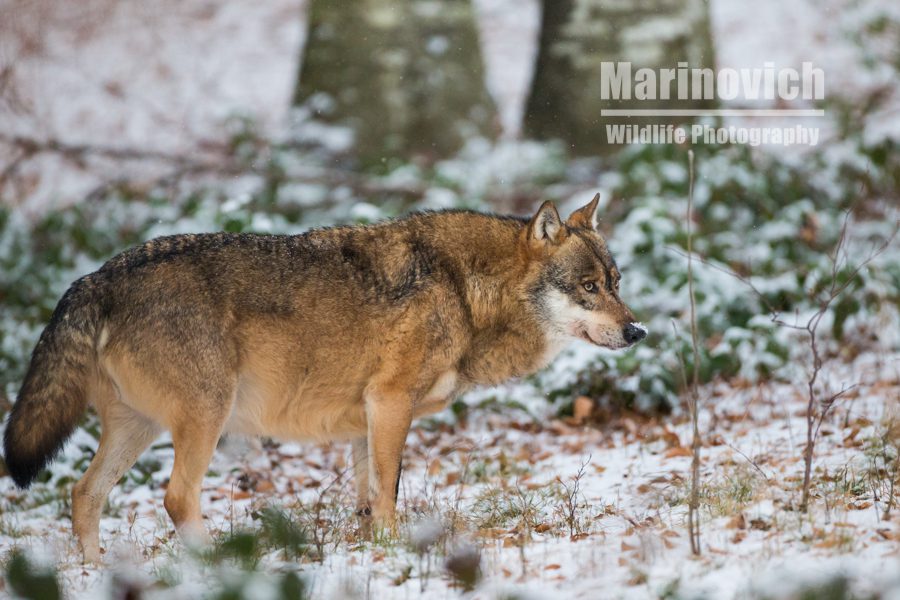 "eurasian grey wolf - marinovich wildlife photography"