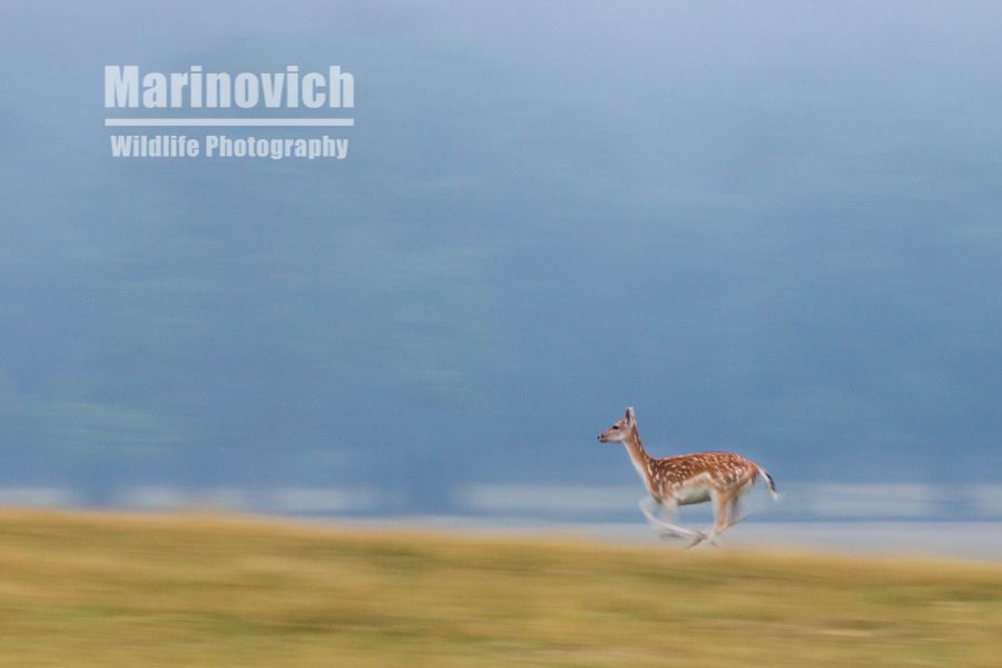 "Fallow Deer - Richmond park - Marinovich Wildlife Photography"
