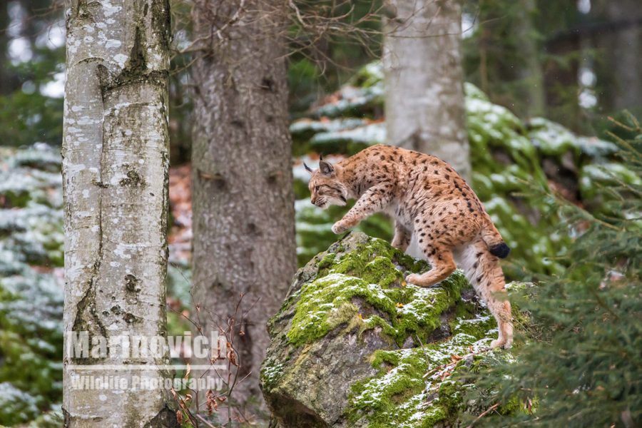 "Eurasian Lynx - Bavarian Forest National Park - Marinovich Wildlife Photography"