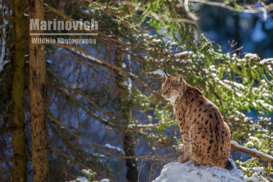 "eurasian lynx - marinovich wildlife photography"