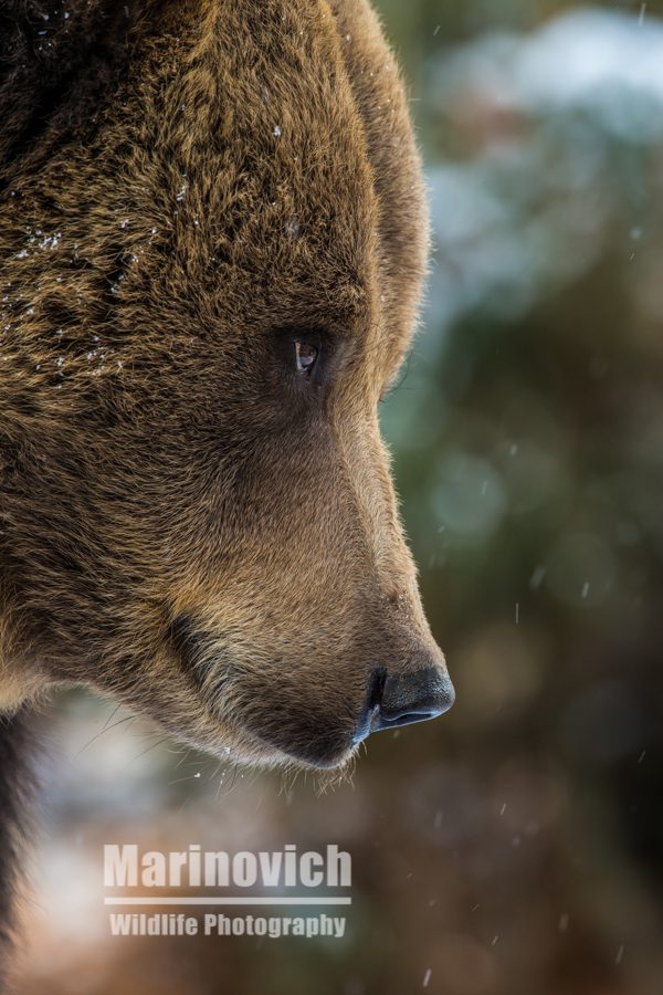 "Eurasian bear - Bavarian Forest National Park - Marinovich Wildlife Photography"