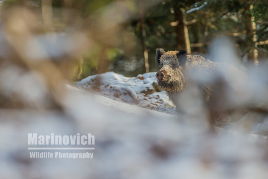 "Wildboar - Bavarian Forest National Park - Marinovich Wildlife Photography"