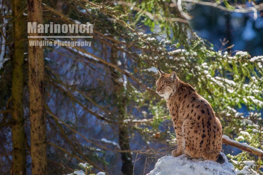"Eurasian Lynx - Bavarian Forest National Park - Marinovich Wildlife Photography"