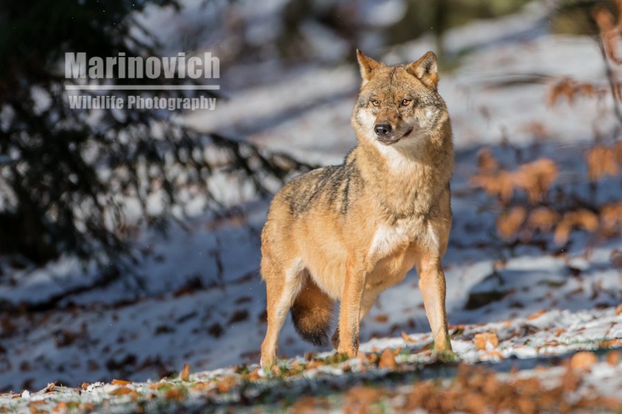 "Eurasian grey wolf - Bavarian Forest National Park - Marinovich Wildlife Photography"