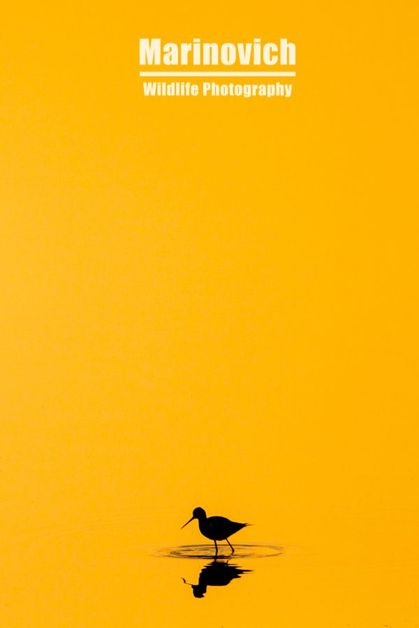 "Black-winged Stilt - Kruger Narional Park - Marinovich Wildlife Photography"