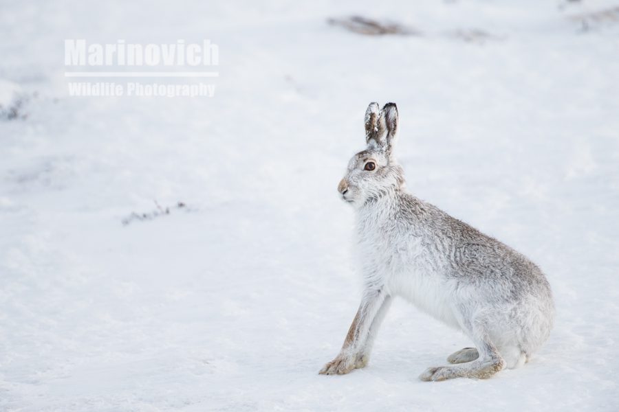 "Mountain hares - Scotland - Marinovich Photography"