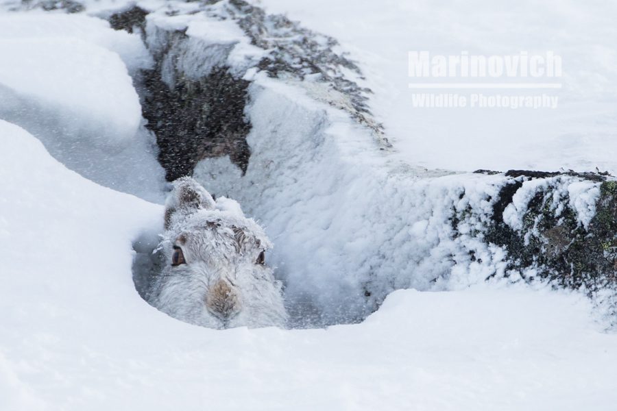 "Mountain hares - Cairngorms National Park - Marinovich Photography"