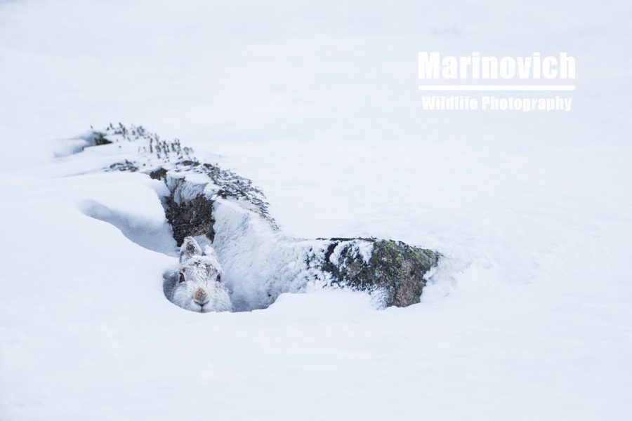 "Mountain hares - Marinovich-wildlife-photography"