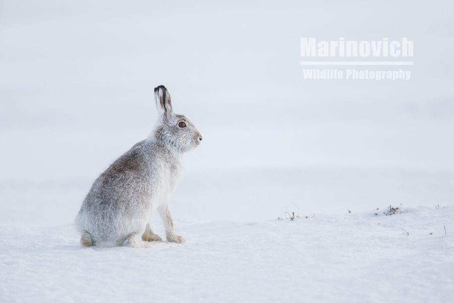 "Mountain hares - Scotland - Marinovich-wildlife-photography"