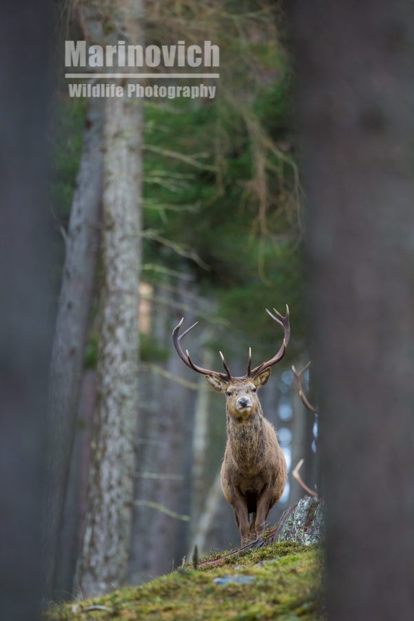"Red deer - Cairngorms National Park - Marinovich wildlife photography"