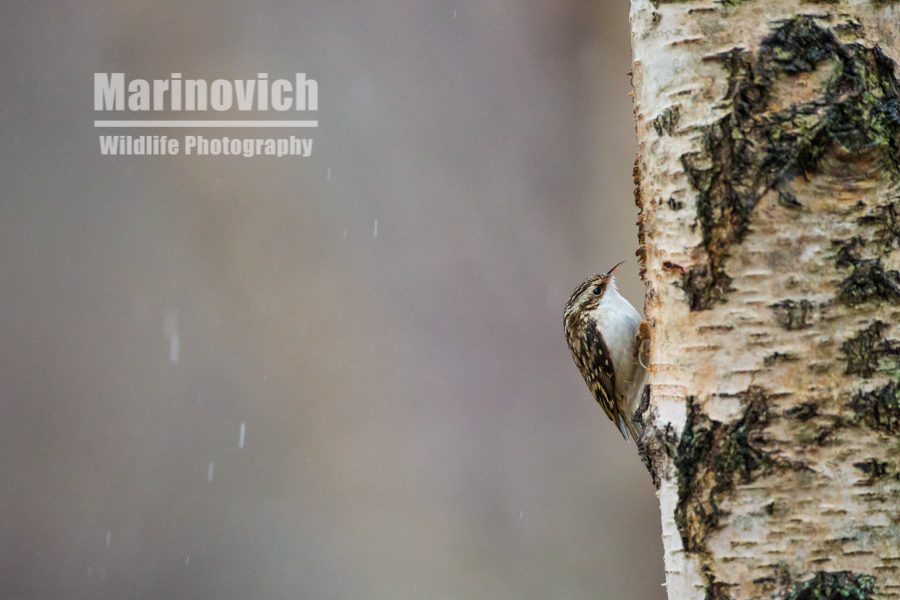 "treecreeper - Cairngorms National Park - Marinovich wildlife photography"