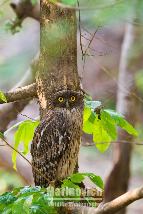 "Brown Fish Owl - Tadoba Andhari Reserve - India - Marinovich wildlife Photography"