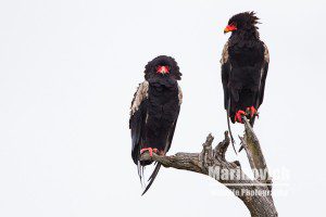 "bateleur eagles - marinovich wildlife photography"