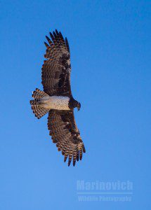 "Martial Eagle flying - Kgalagadi Transfrontier Park - south africa"