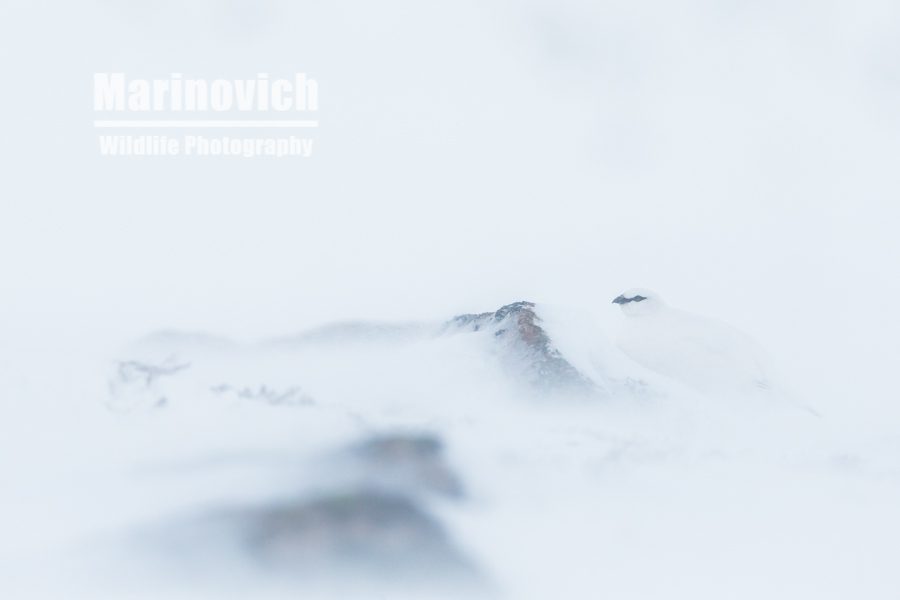 "Ptarmigan in a white-out Cairngorms"