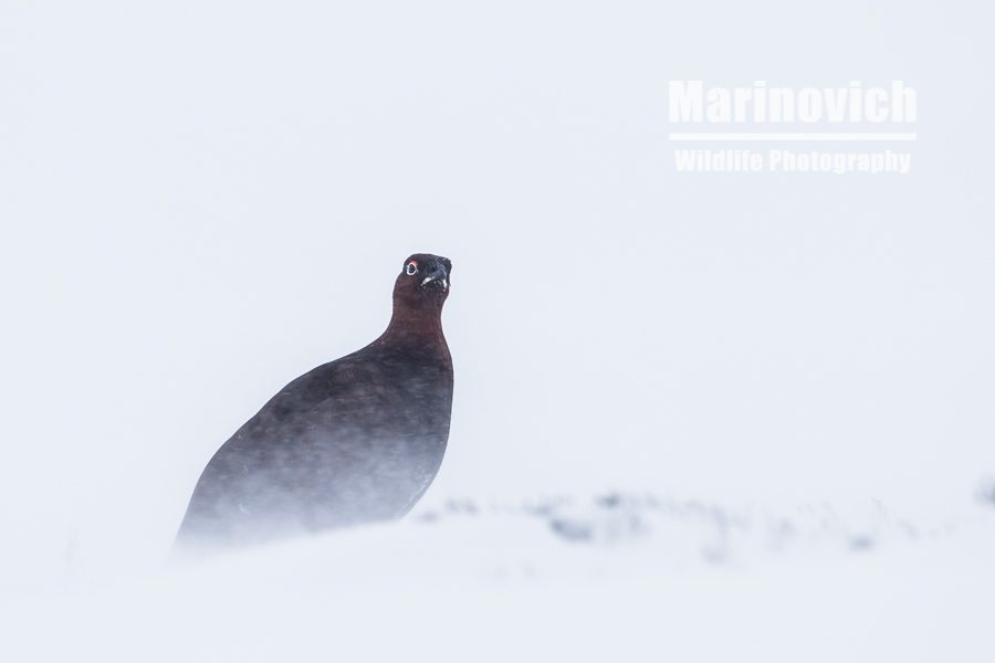 "Snow and ice - Marinovich Photography"