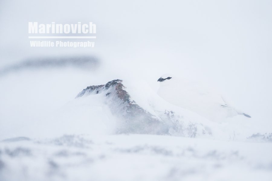 "Snow and ice - Marinovich Photography"