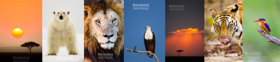 "Wayne Marinovich Wildlife Photography"