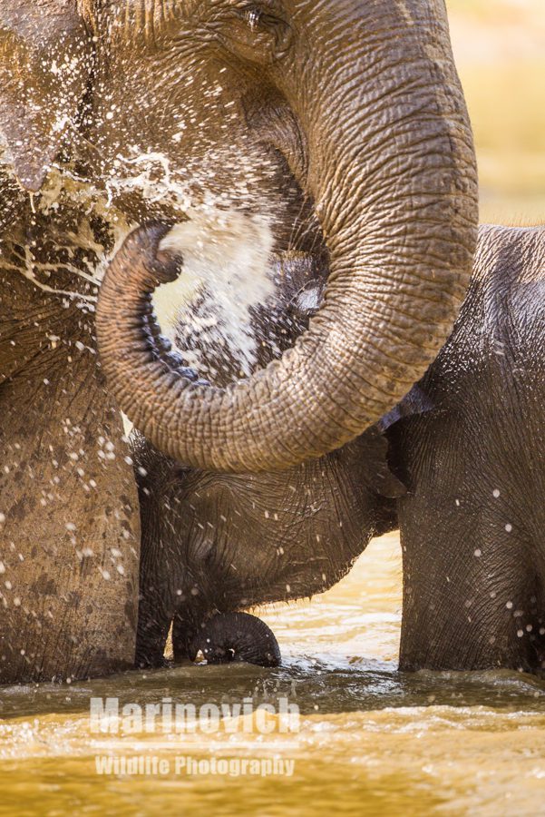 Asian elephant and calf abstract - Marinovich Wildlife Photography