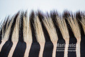 Zebra Abstract, Hluhluwe Umfolozi Game reserve - marinovich Photography