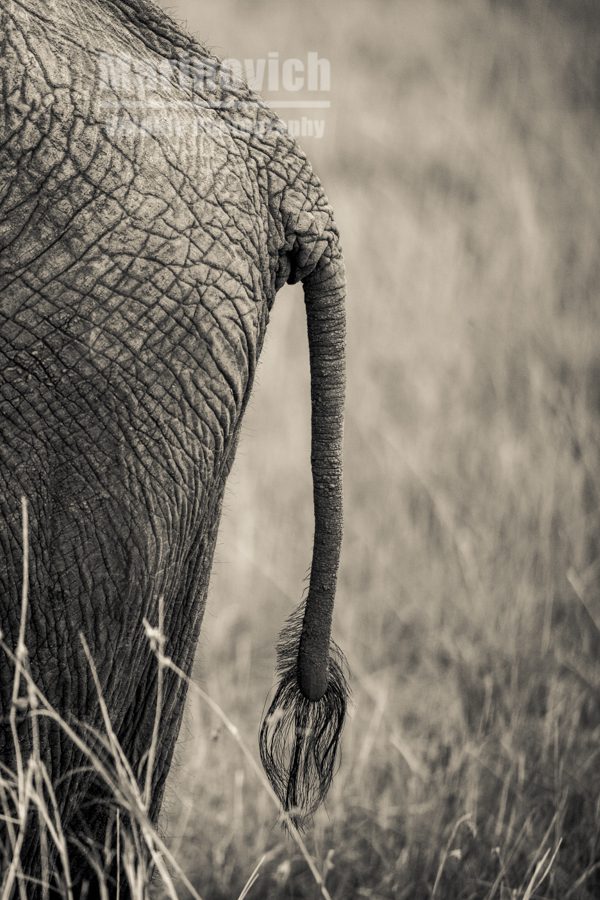 Elephants tail - Masai Mara - Marinovich Wildlife Photography 