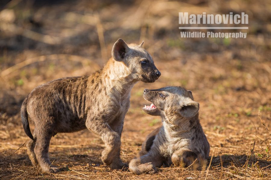 Little Hyenas playing - Marinovich Wildlife Photography