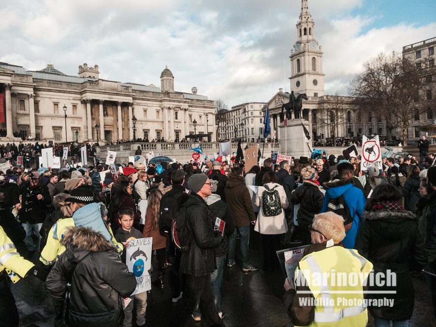 "London March against Captive dolphins and against Taiji - marinovich wildlife photography"