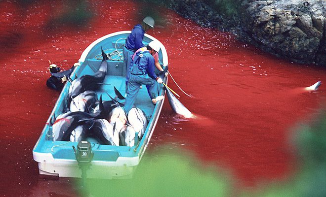 "Dolphin Slaughter - Taiji Japan - Stop the slaughter"