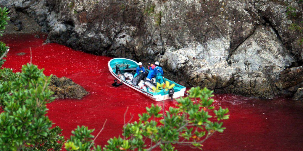"Dolphin Slaughter - Taiji Japan - Stop the slaughter - photographic credit to Peter Carrette"