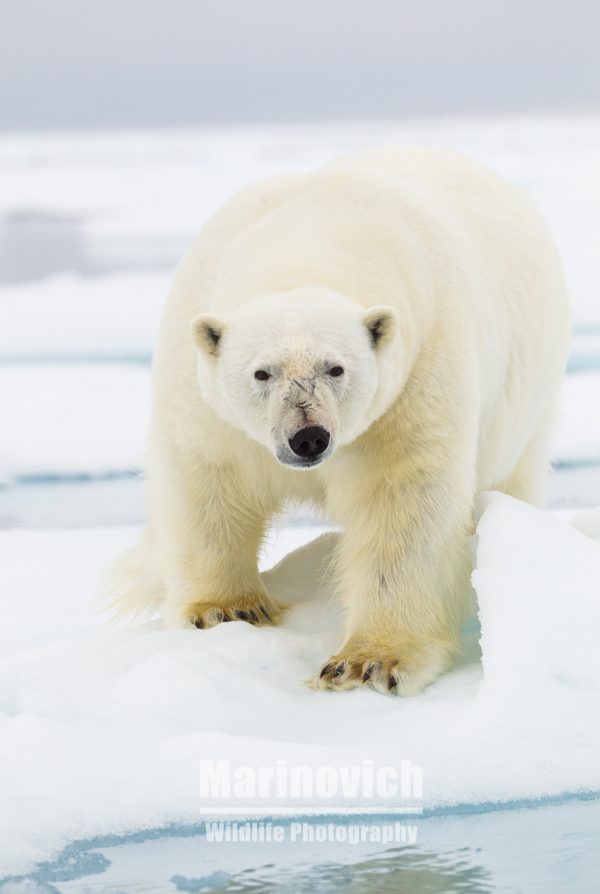 "Polar bear Arctic Svalbard - Marinovich Wildlife Photography"