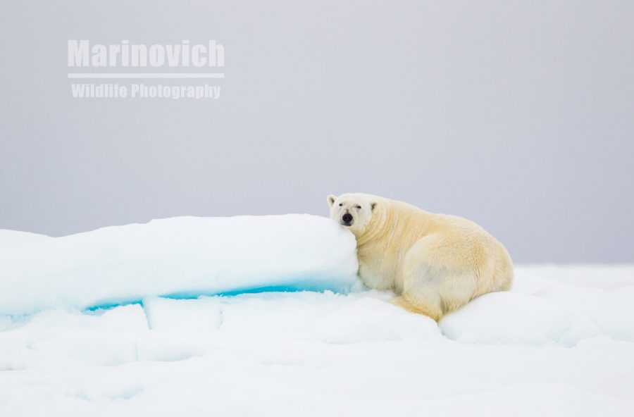 0016-Polar-bear-arctic-Svalbard-marinovich-wildlife-photography