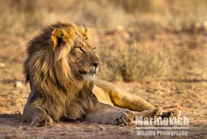 "Kalahari Lion - Kgalagadi Transfrontier Park - Marinovich Wildlife Photography"