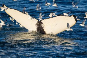 "Humpback whale fluke mapped by the NOAA - Marinovich Wildlife Photography"