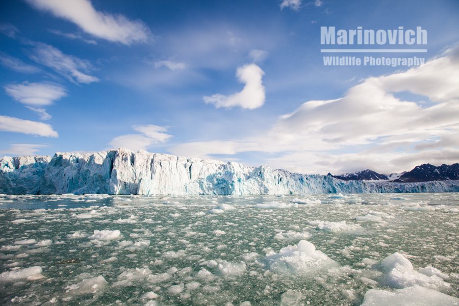 "Glaciers - Svalbard - Marinovich Wildlife Photography"