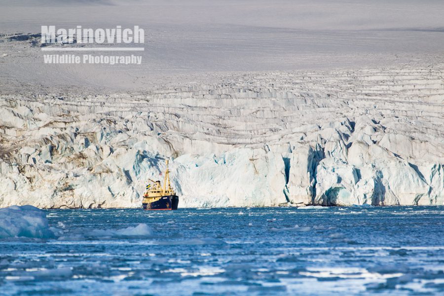 "MS Origo - Svalbard - Marinovich Wildlife Photography"