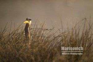 "Grey Heron - Bushy Park - Marinovich Wildlife Photography"