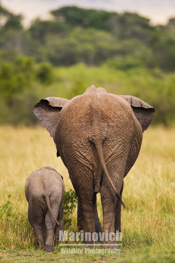 "Mom and calf Elephant - Masai Mara - Marinovich Wildlife Photography