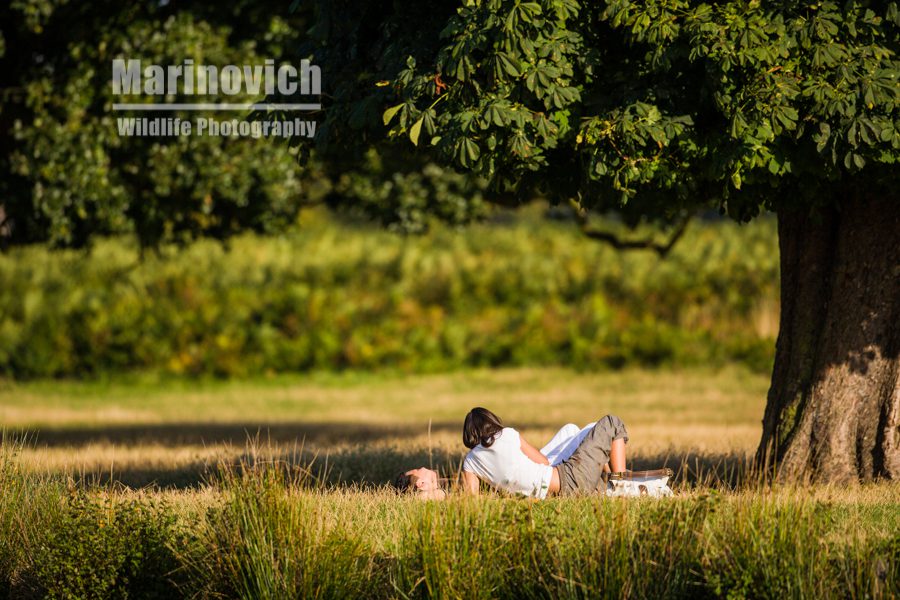 "Lazy Afternoons - Bushy Park - Marinovich Wildlife Photography"