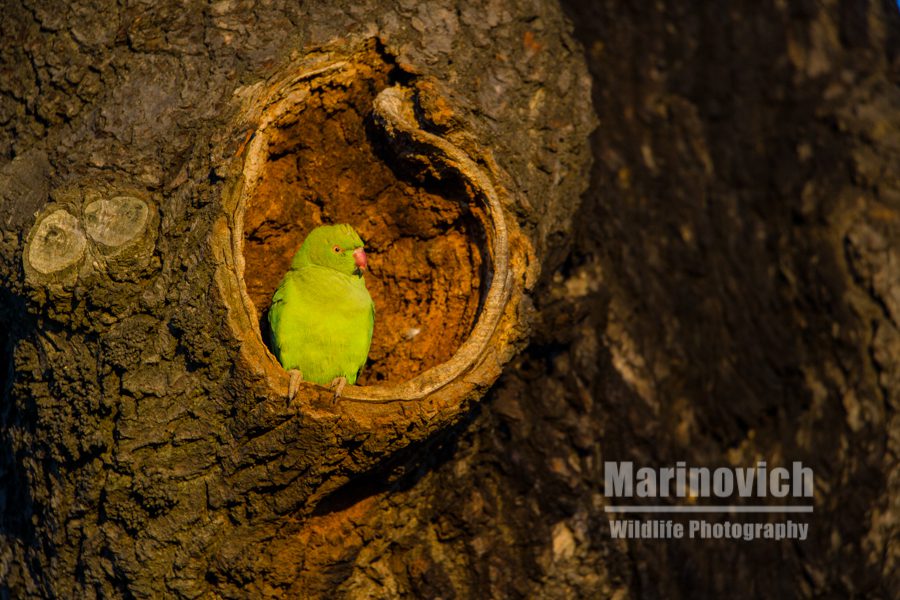 "Parakeet - Bushy Park =Marinovich Wildlife photography"