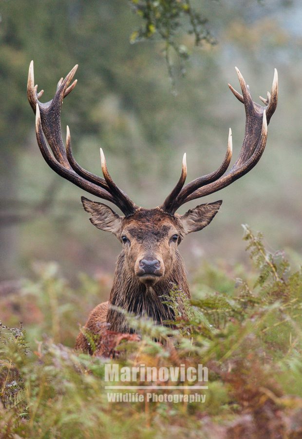 "Red Deer Stag - Marinovich Wildlife Photography"