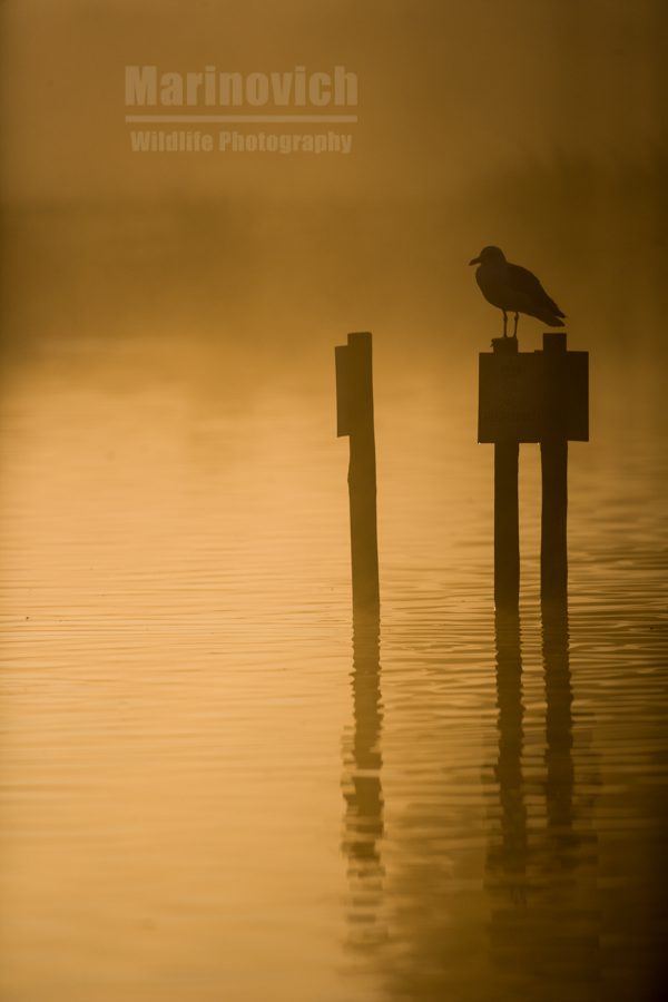 "Gull in the Morning"