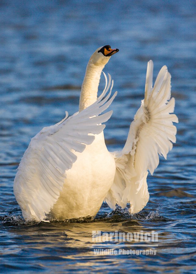 "Mute Swan - Bushy Park- Marinovich Wildlife Photography"