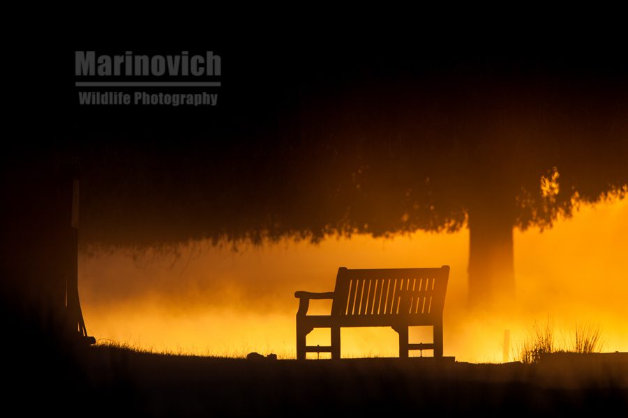 "Bushy Park Bench - Marinovich Photography"