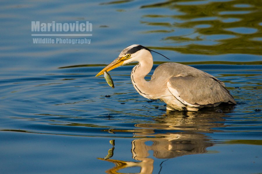 "Grey Heron fishing - Bushy Park"